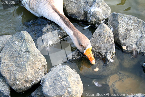 Image of Grey Goose Eating