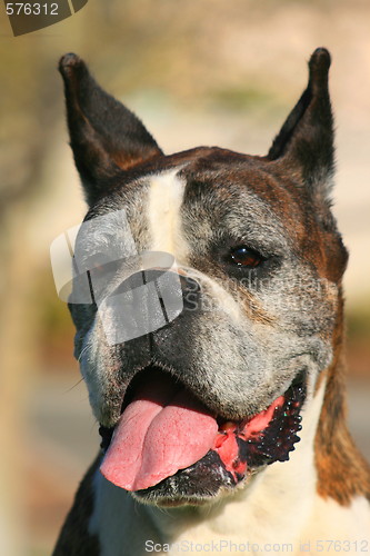 Image of Happy Boxer Dog