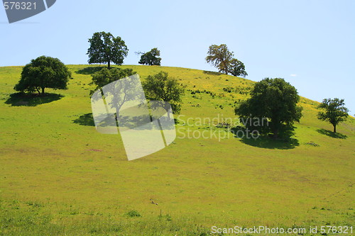 Image of Hilltop With Trees