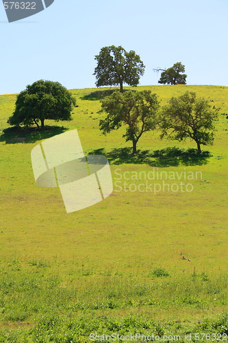 Image of Hilltop With Trees