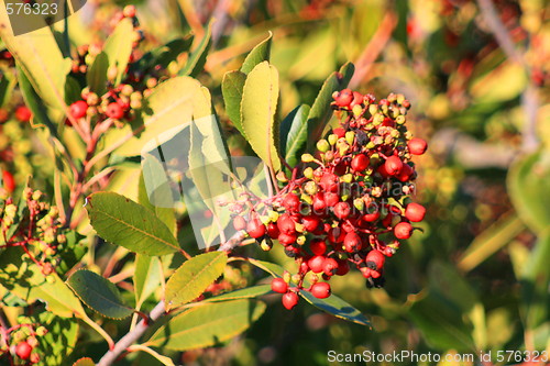 Image of Holly Berries