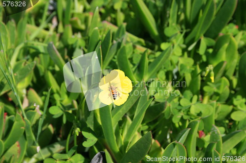 Image of Honey Bee On A Clover Blossom