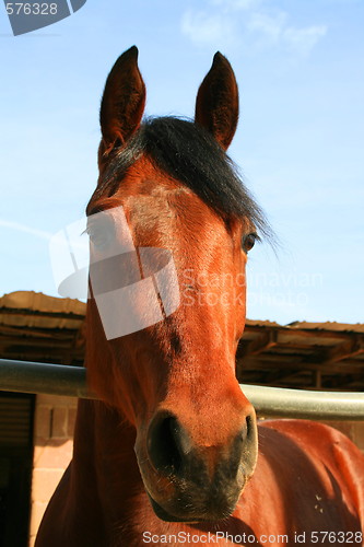 Image of Dark Brown Horse