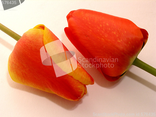 Image of tulips