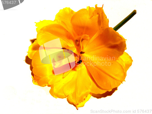 Image of flower