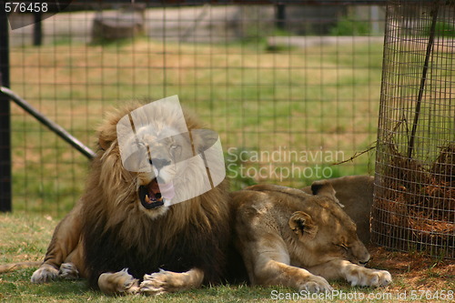 Image of Lion yawning