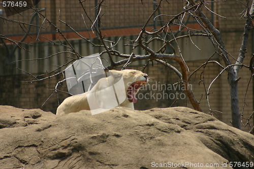 Image of Lioness yawning