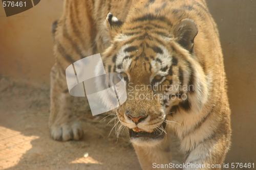 Image of Tiger