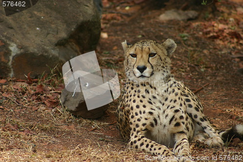 Image of Cheetah