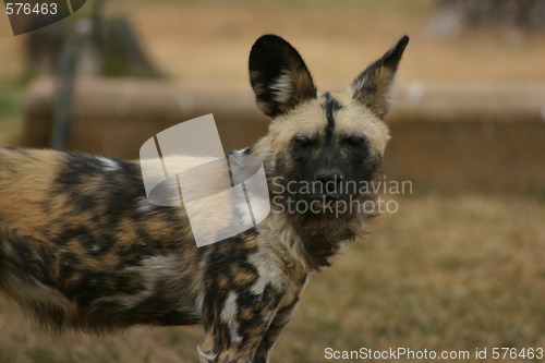 Image of Cape Hunting Dog