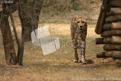 Image of Cheetah standing
