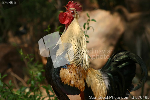 Image of Rooster