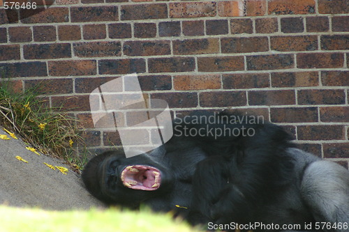 Image of Gorilla yawning