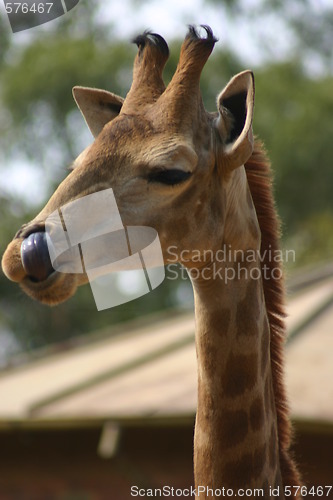 Image of Giraffe