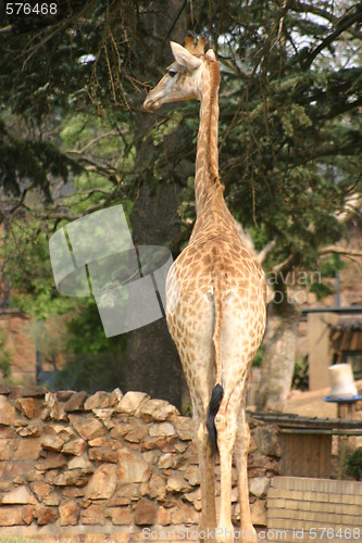 Image of Giraffe