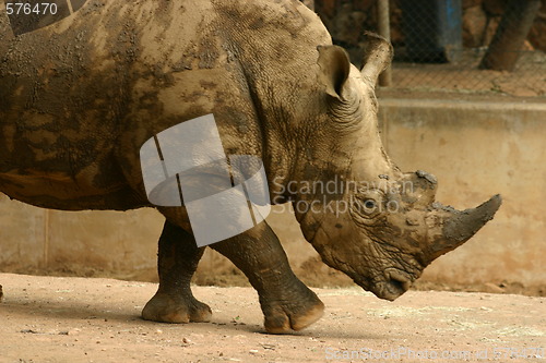 Image of Rhinoceros