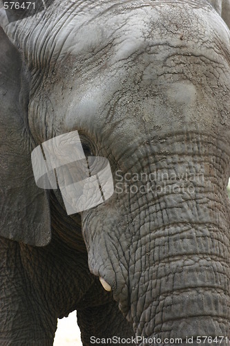 Image of Elephant