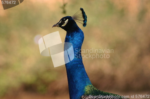 Image of Peacock