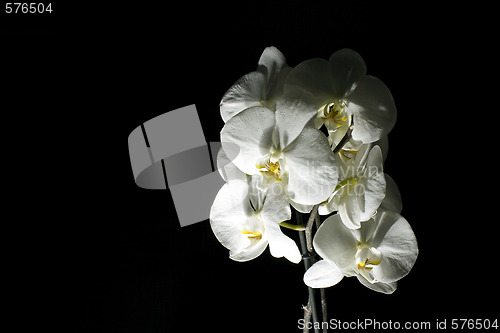 Image of isolated orchid