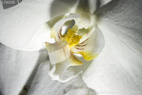 Image of orchid macro