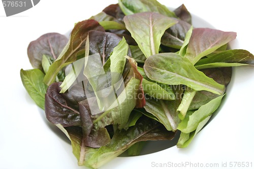 Image of red fieldsalad