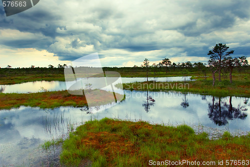 Image of estonian bog