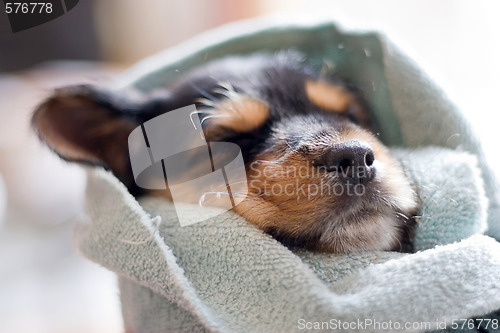 Image of Sleeping Puppy