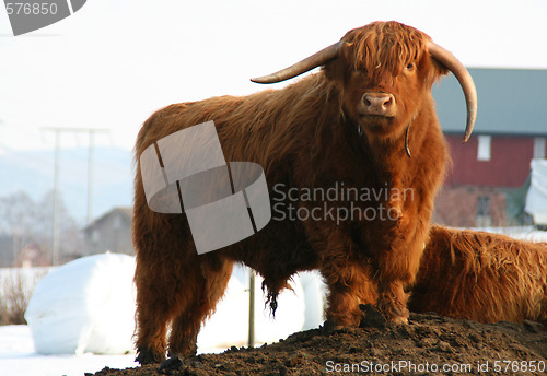 Image of Highlandcattle, 