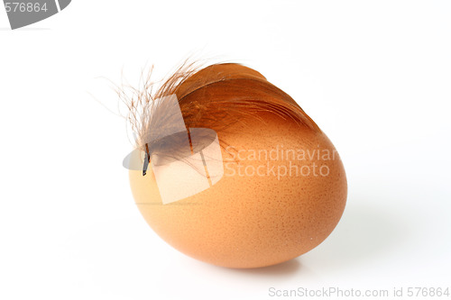 Image of Brown egg