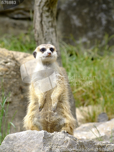 Image of Meerkat