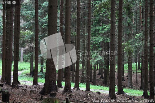 Image of forest