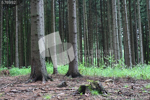 Image of forest