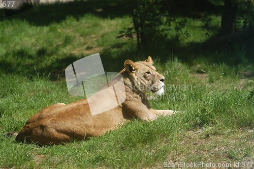 Image of Female Lion