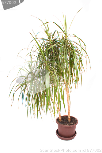 Image of palm in flowerpot
