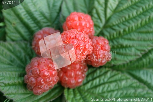 Image of raspberries on green
