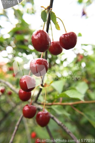 Image of cherry