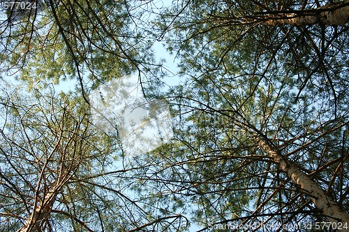 Image of Pine tree and blue sky