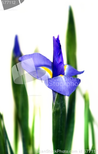 Image of Iris