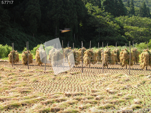 Image of Rice field in autumn