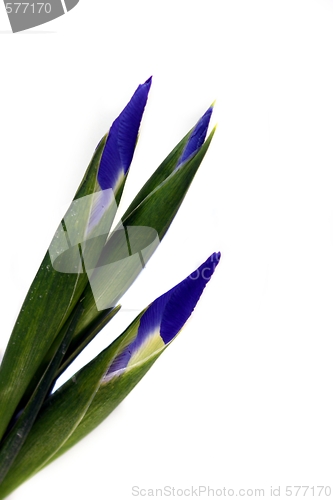 Image of Iris