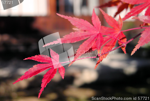 Image of Red mapple leaves