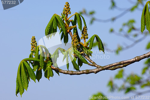 Image of Young leaf