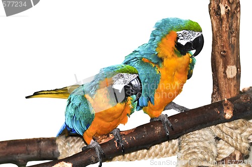 Image of Blue and yellow Macaw