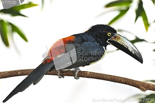 Image of Collared Aracari toucan