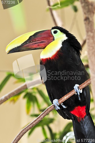 Image of Chestnut Mandibled Toucan