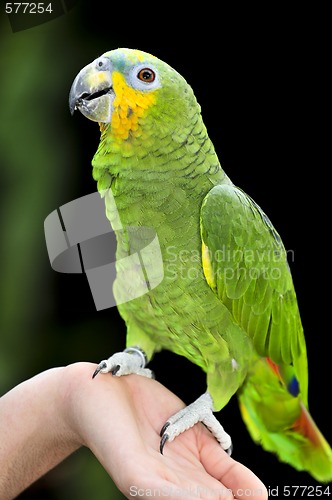 Image of Yellow-shouldered Amazon parrot