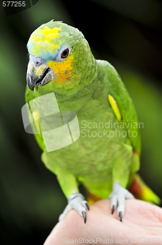 Image of Yellow-shouldered Amazon parrot