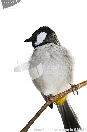 Image of White-eared Bulbul bird