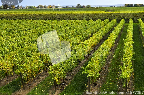 Image of Vineyard