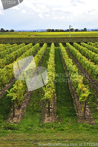 Image of Vineyard